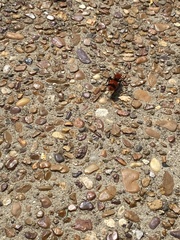 Dasymutilla occidentalis