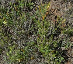 Astragalus scopulorum