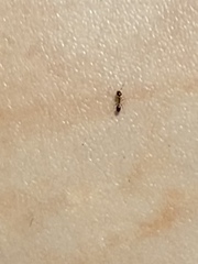 Monomorium