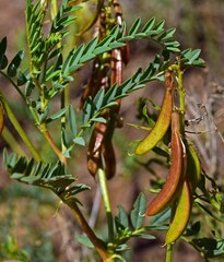 Astragalus scopulorum