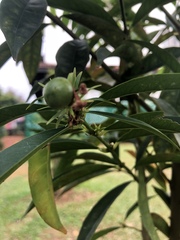 Phaleria macrocarpa