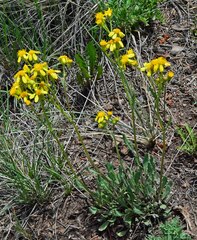 Packera tridenticulata