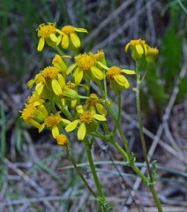Packera tridenticulata