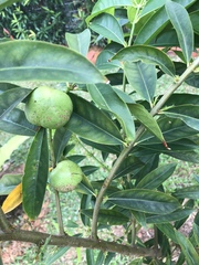 Phaleria macrocarpa