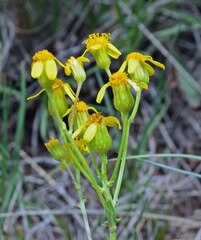 Packera tridenticulata
