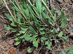 Packera tridenticulata