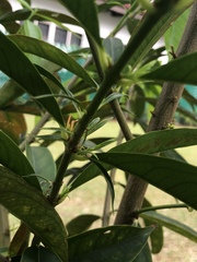 Phaleria macrocarpa