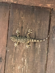 Tarentola mauritanica