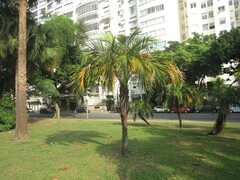 Syagrus schizophylla