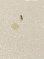Phoridae