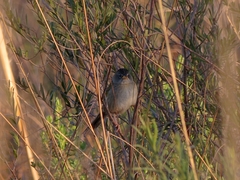 Emberizoides ypiranganus