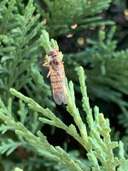 Episyrphus balteatus