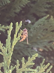 Episyrphus balteatus