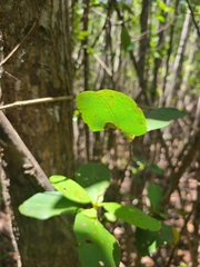 Hippomane mancinella