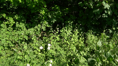 Anthocharis cardamines