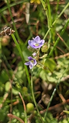 Veronica anagallis-aquatica