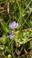 Veronica anagallis-aquatica