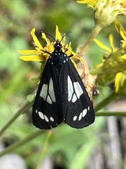 Gnophaela discreta
