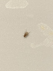 Phoridae