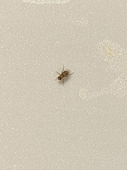 Phoridae