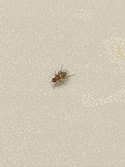 Phoridae