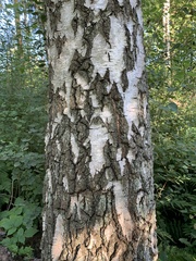 Betula