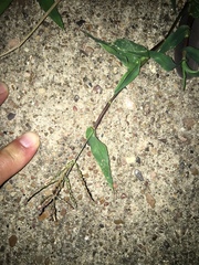 Urochloa reptans