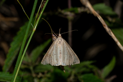 Hypena proboscidalis
