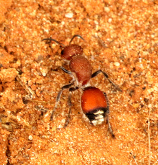Dasymutilla creon
