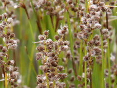 Hypodiscus argenteus