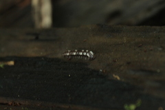 Polydesmus polonicus