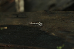 Polydesmus polonicus