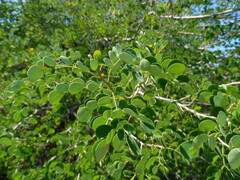 Microlobius foetidus