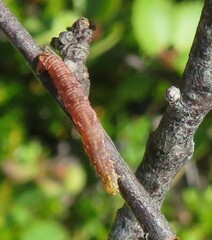 Hydriomena furcata