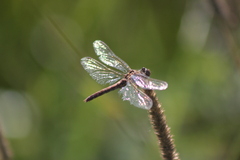 Sympetrum vulgatum