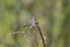 Sympetrum vulgatum