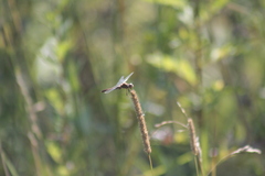 Sympetrum vulgatum