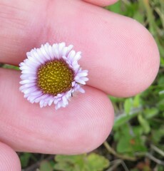 Erigeron alpinus