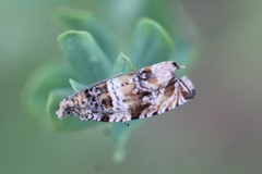 Celypha flavipalpana
