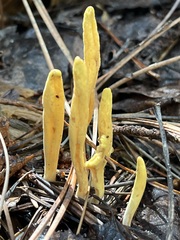 Clavariadelphus sachalinensis