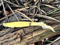 Clavariadelphus sachalinensis