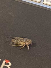 Cicadatra atra