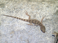 Mediodactylus russowii