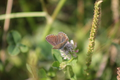 Polyommatus icarus