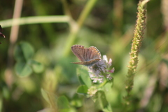 Polyommatus icarus