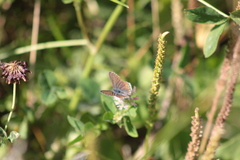 Polyommatus icarus