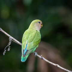 Rosy-Faced Lovebird photo 5