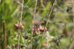 Polyommatus icarus