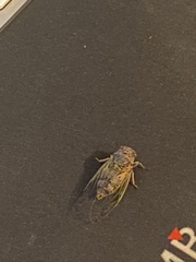 Cicadatra atra