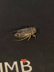 Cicadatra atra